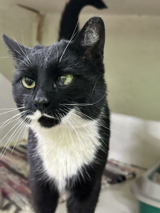 Кот Усман ищет дом