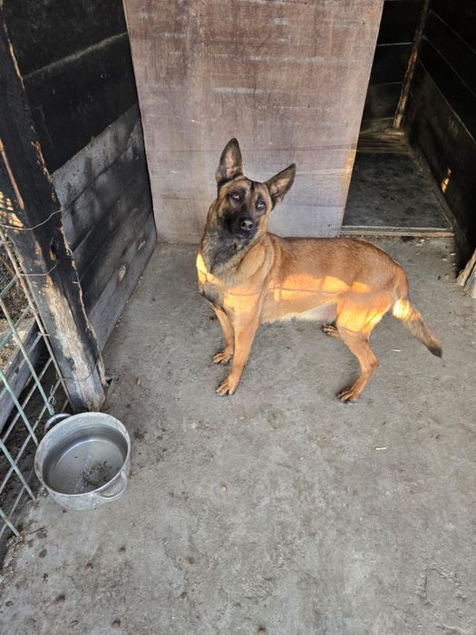 Catel de vazare cei mari  sunt  parinti