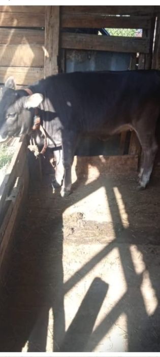 Продам породистую, Алатаускую тёлочку