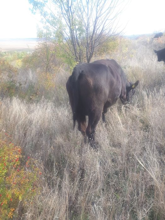 Vand vacă angus si vițică belgiană!