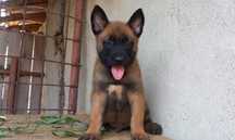 Ciobănesc belgian malinois - mascul