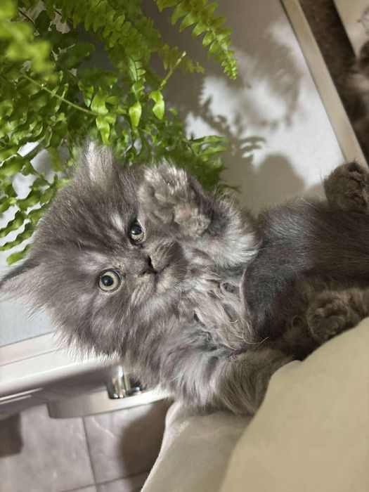 Персийски котенца