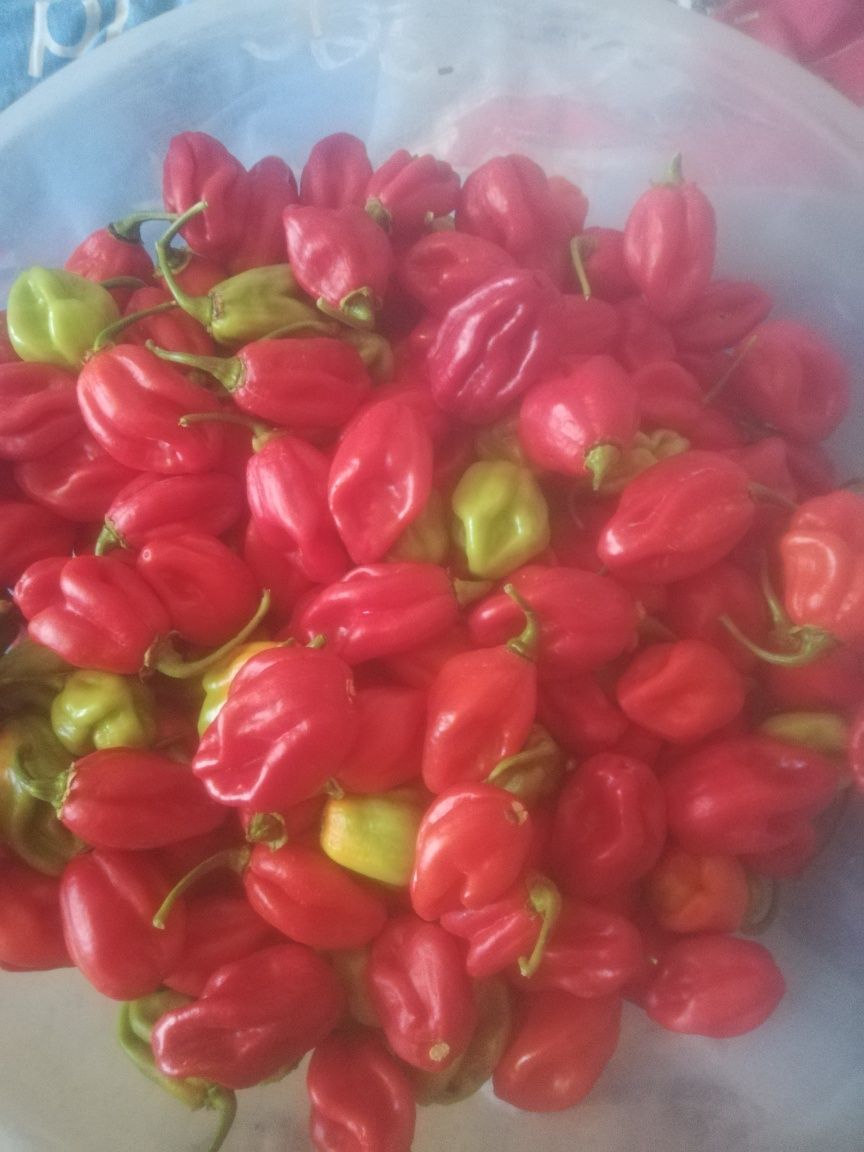 Свежий острый перец Habanero