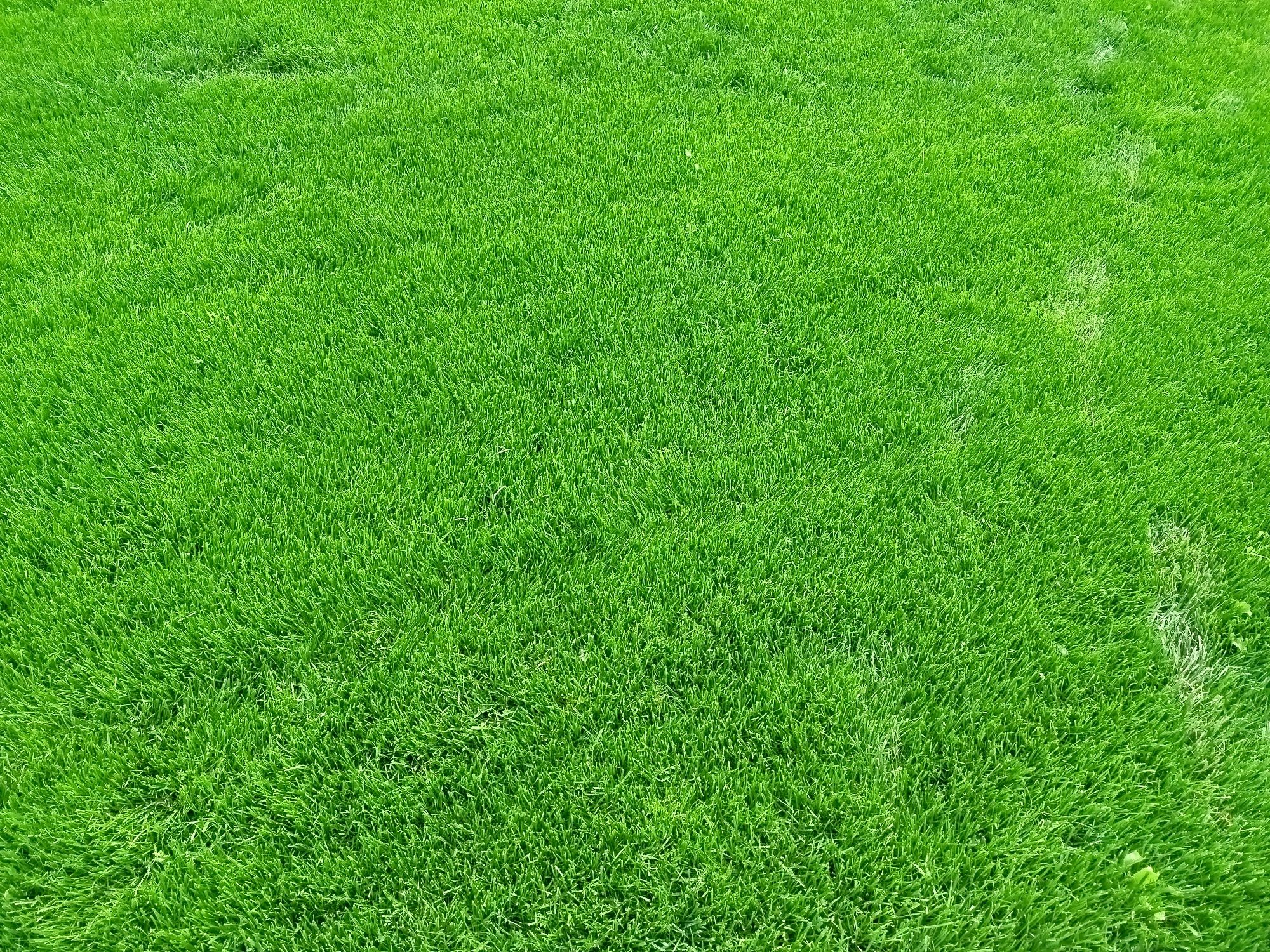 Gazon xizmatlari