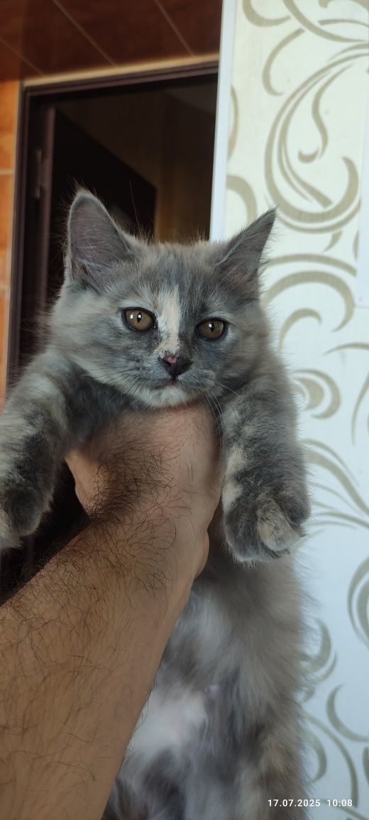 Продаются котята. Город Бухара.