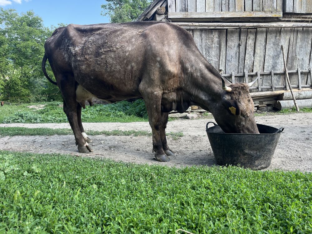 Vaca de cinci ani de vanzare