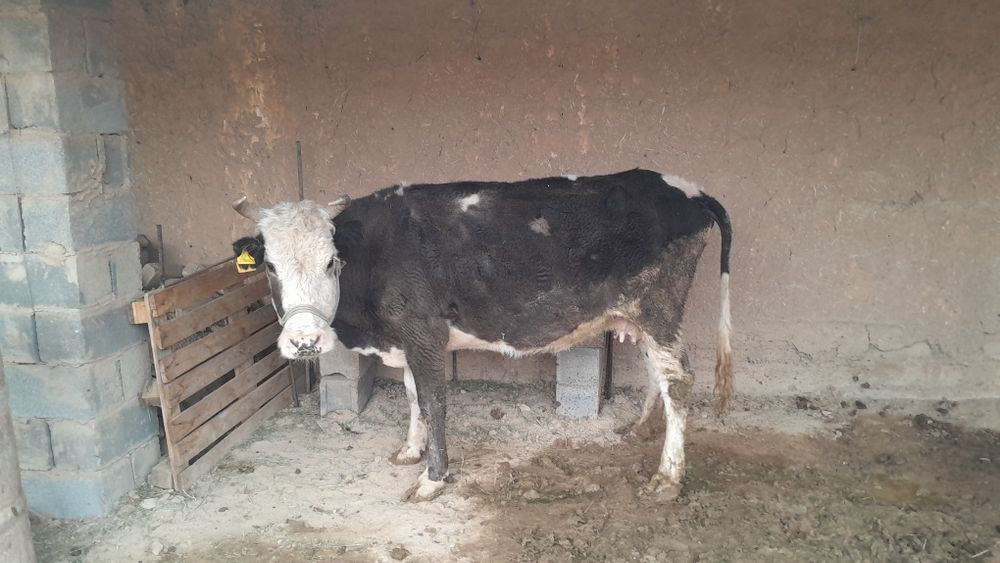 Бұзаулы сиыр сатылады