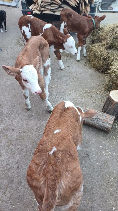 Aduc vitei bălțată românească la comanda