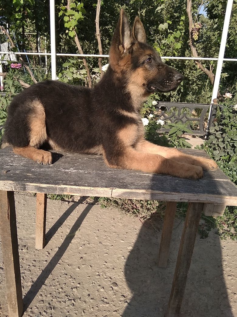 Щенки немецкой овчарки