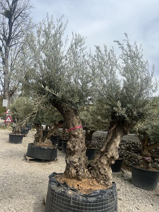 Plante ornamentale de orice specie