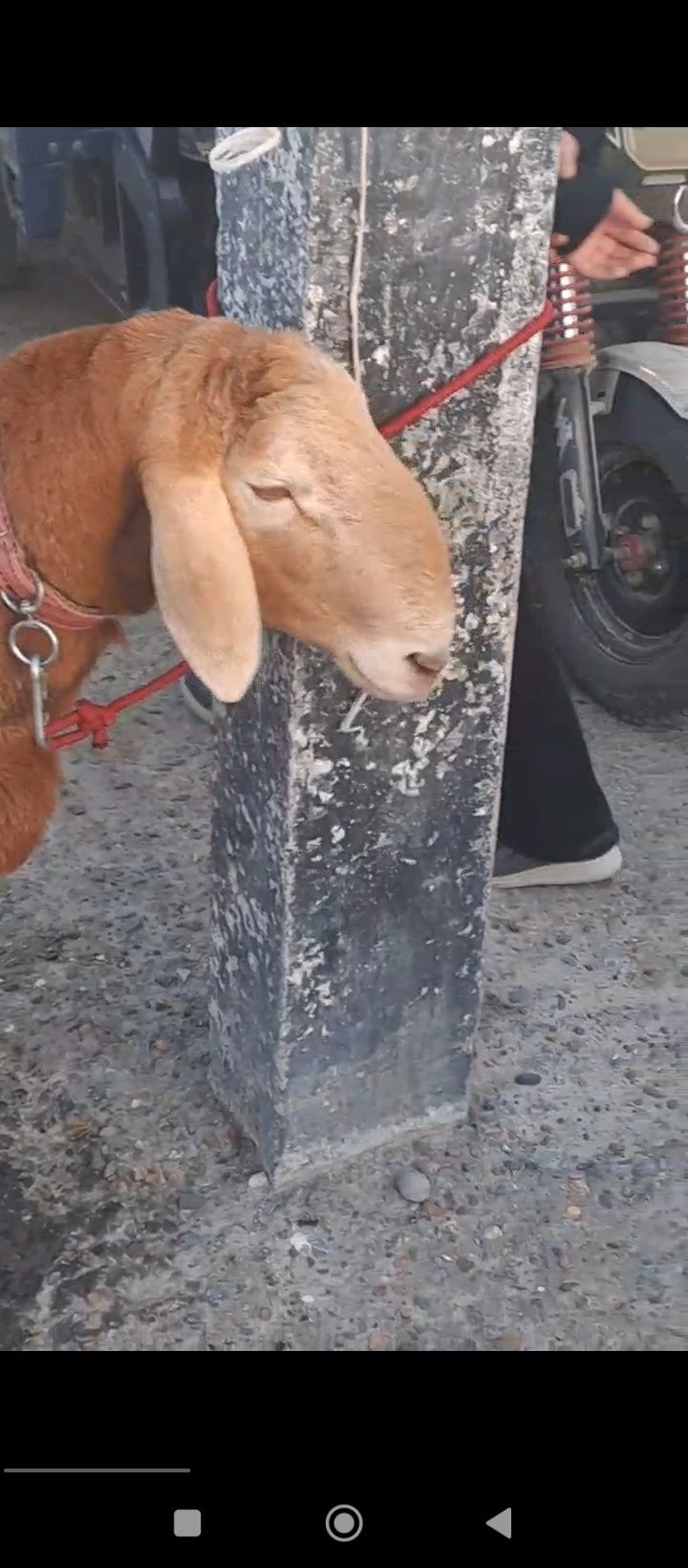 Зотдор Куйлар сотилади