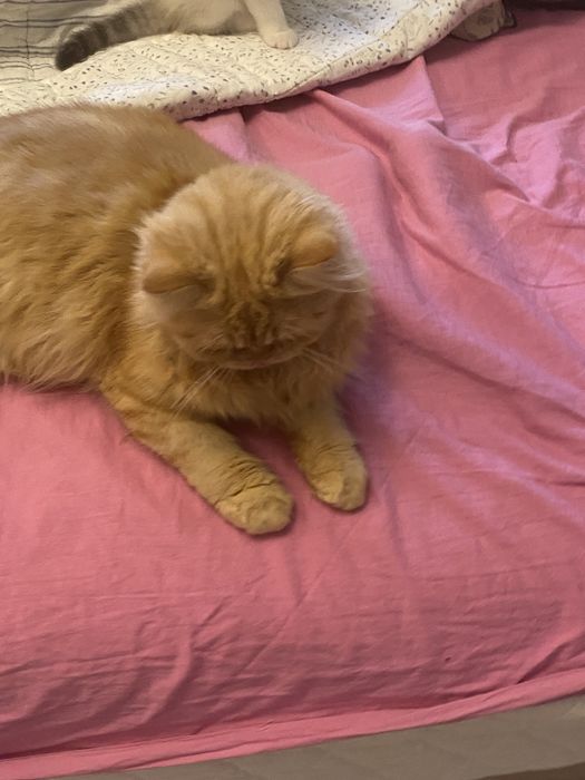 Persana motanel orange persana exotic !