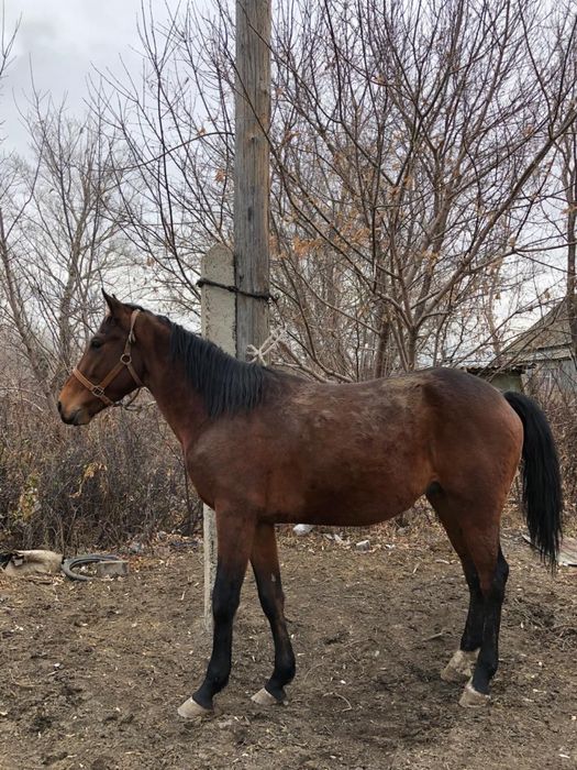 Чистокровная жеребец