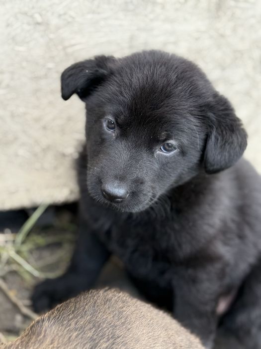 Catelusa ciobanesc german cauta casuta