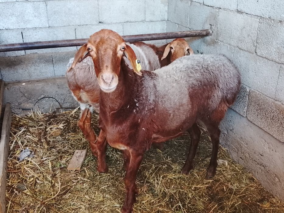 Продаем барана Кочкара