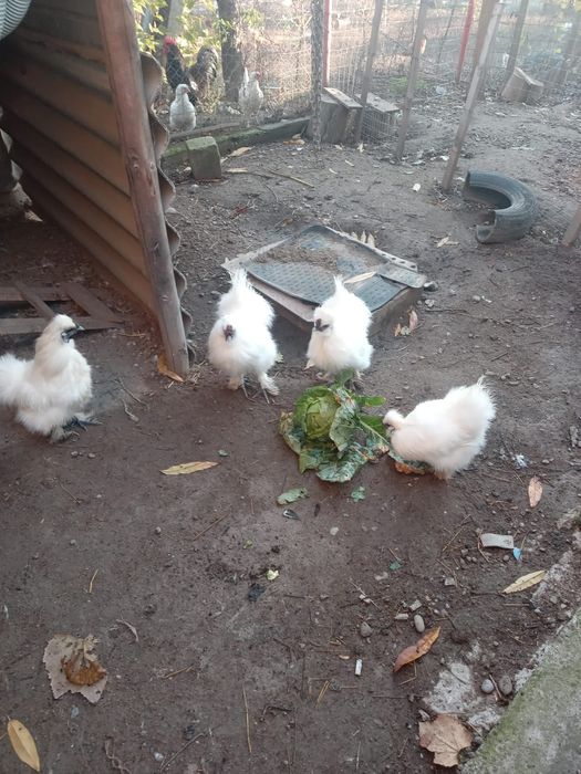 De vânzare Cocosi de mătase japoneza și Australop