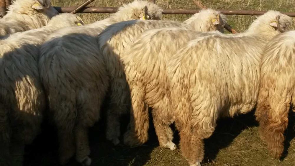 oi bale  bune cu certificat