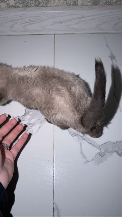 Кошечка 2,5 месяцев