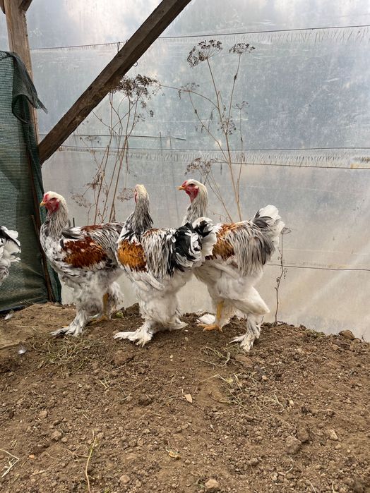 Brahma rotgesattelt 2025