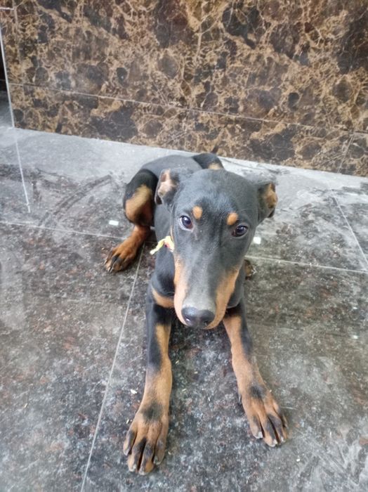 Barcha ikol dorilari qo'yilgan 100% narxi 200 $