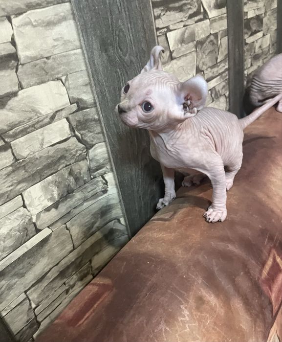 Котенца канадски сфинкс и елф