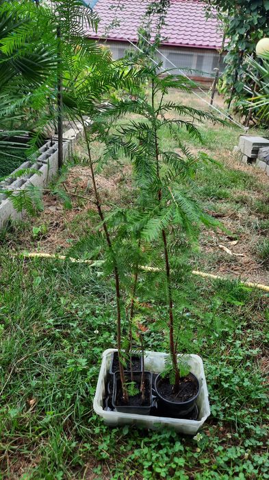 vind chiparosi de balta