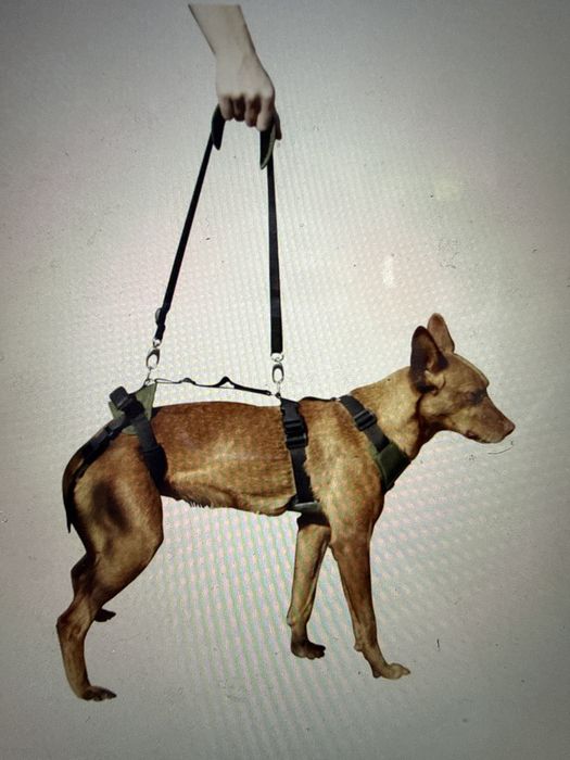 Ham ortopedic caine talie mica