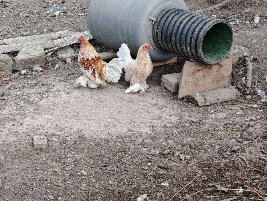 Familie mii de flori