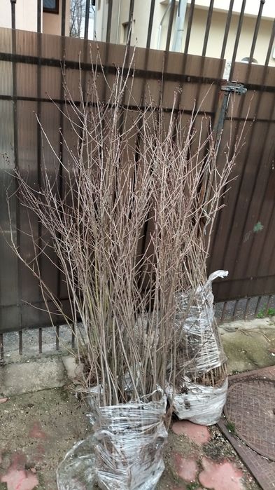 Aronia arbuști aclimatizati