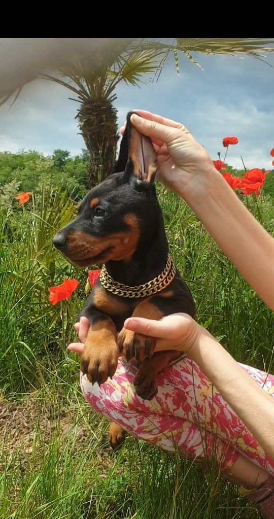 Pui doberman de calitate