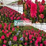Zambile, Lalele, Cyclamen, Primule, Garofite, Bujori de munte, Muscate