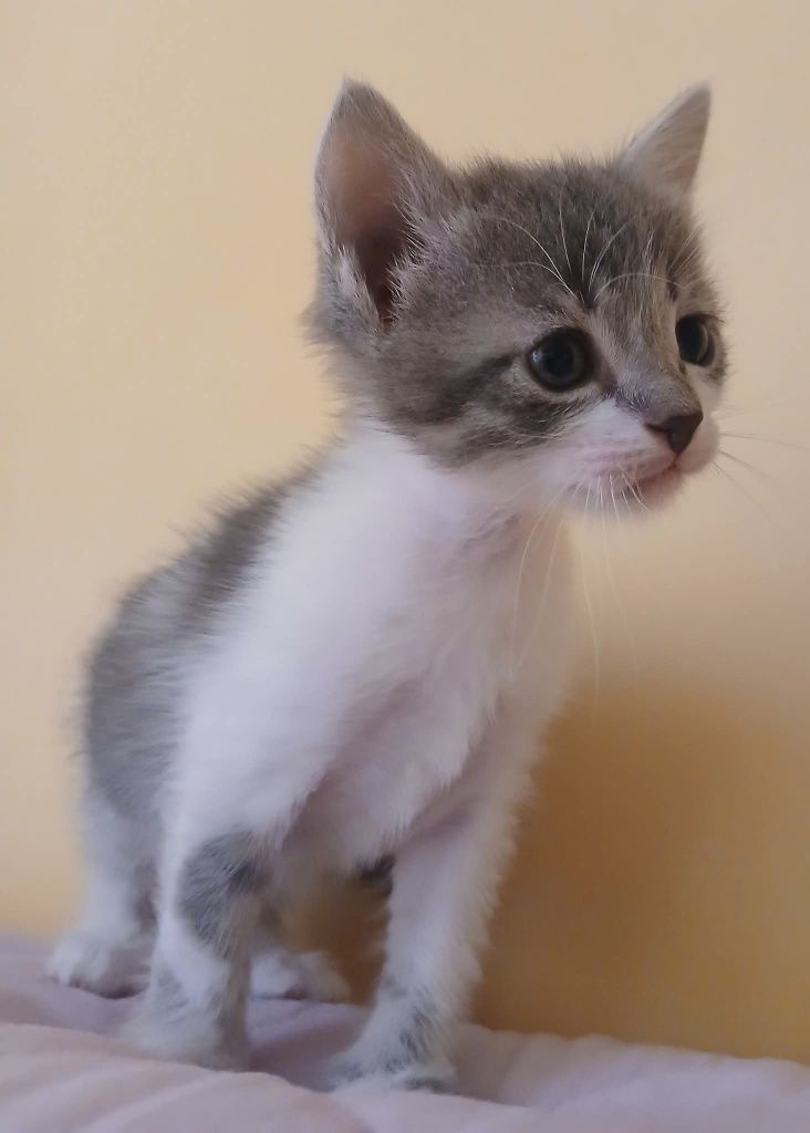 подаряват се котенца