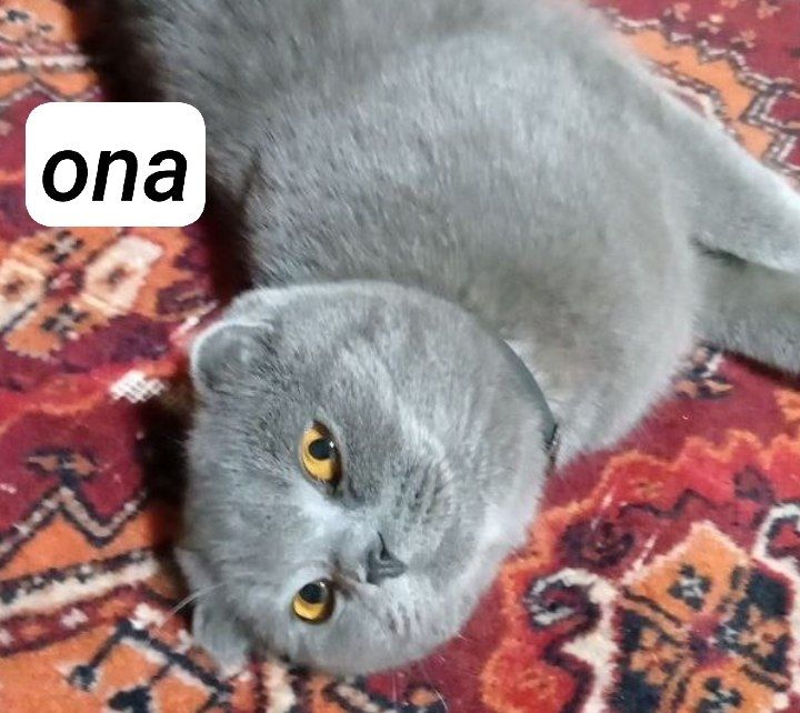 Mushuk bolasi zotli