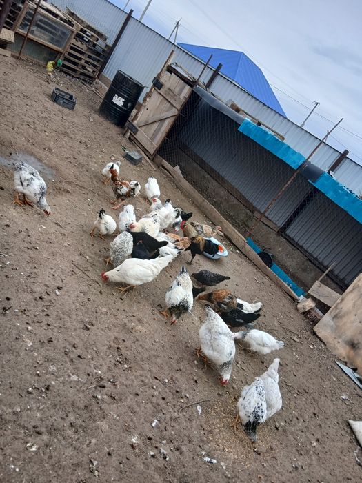 Тауықтар сатылады