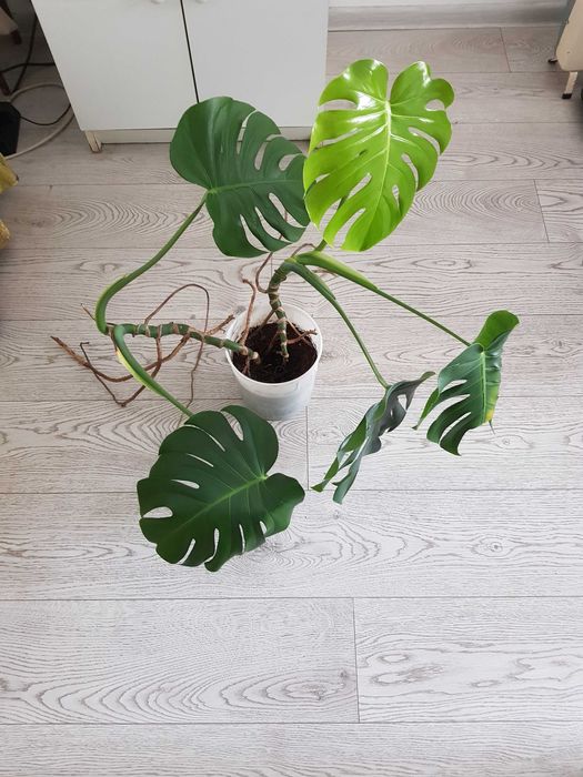 Стайно цвете в саксия спатифилум