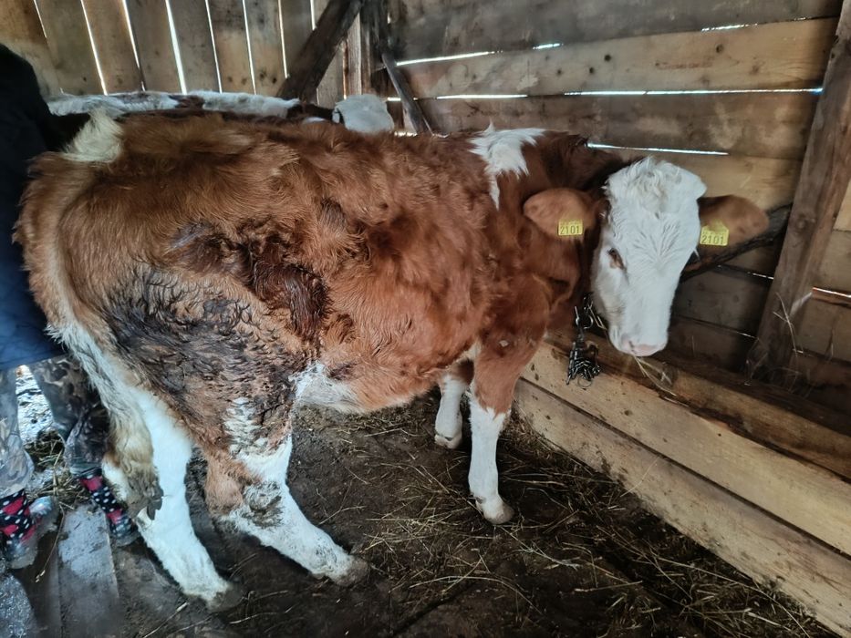 Vând vițea bălțată românească