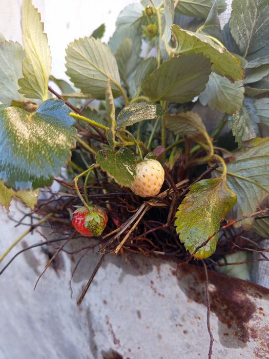 Продам рассаду клубники