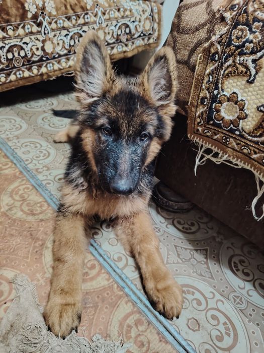 Щенки немецкой овчарки