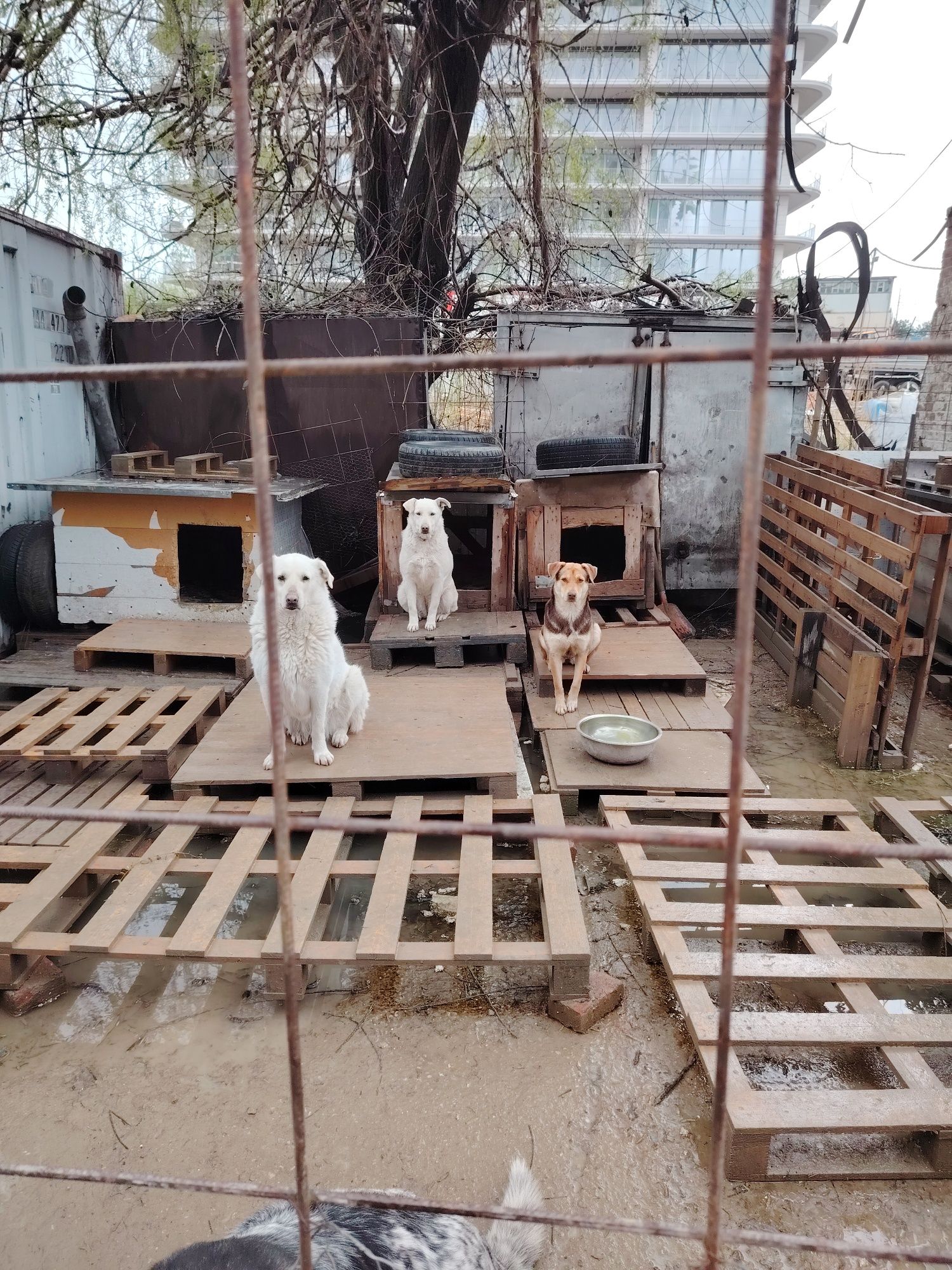 Ofer spre adoptie catei numai iubitorilor de animale,