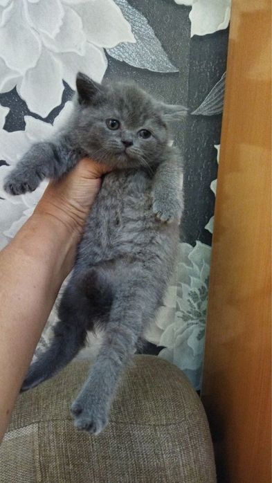 Девочка британка Скотиш страйт