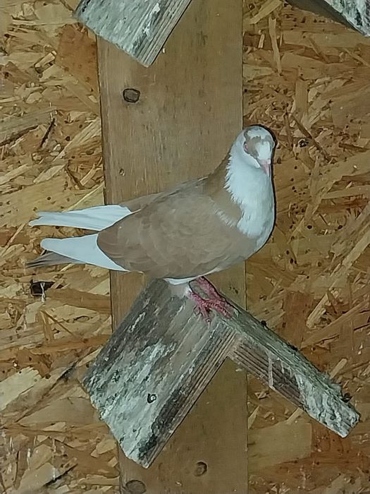 Jucători de galați