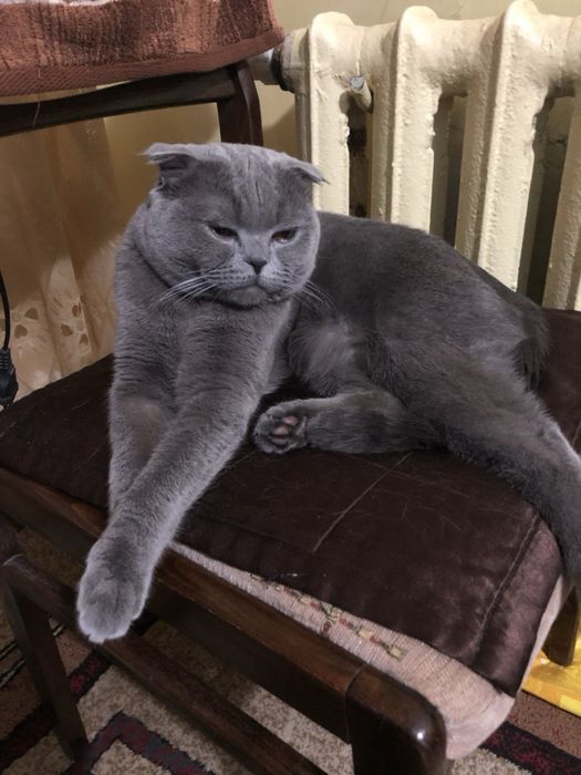 Вязка: британский вислоухий кот