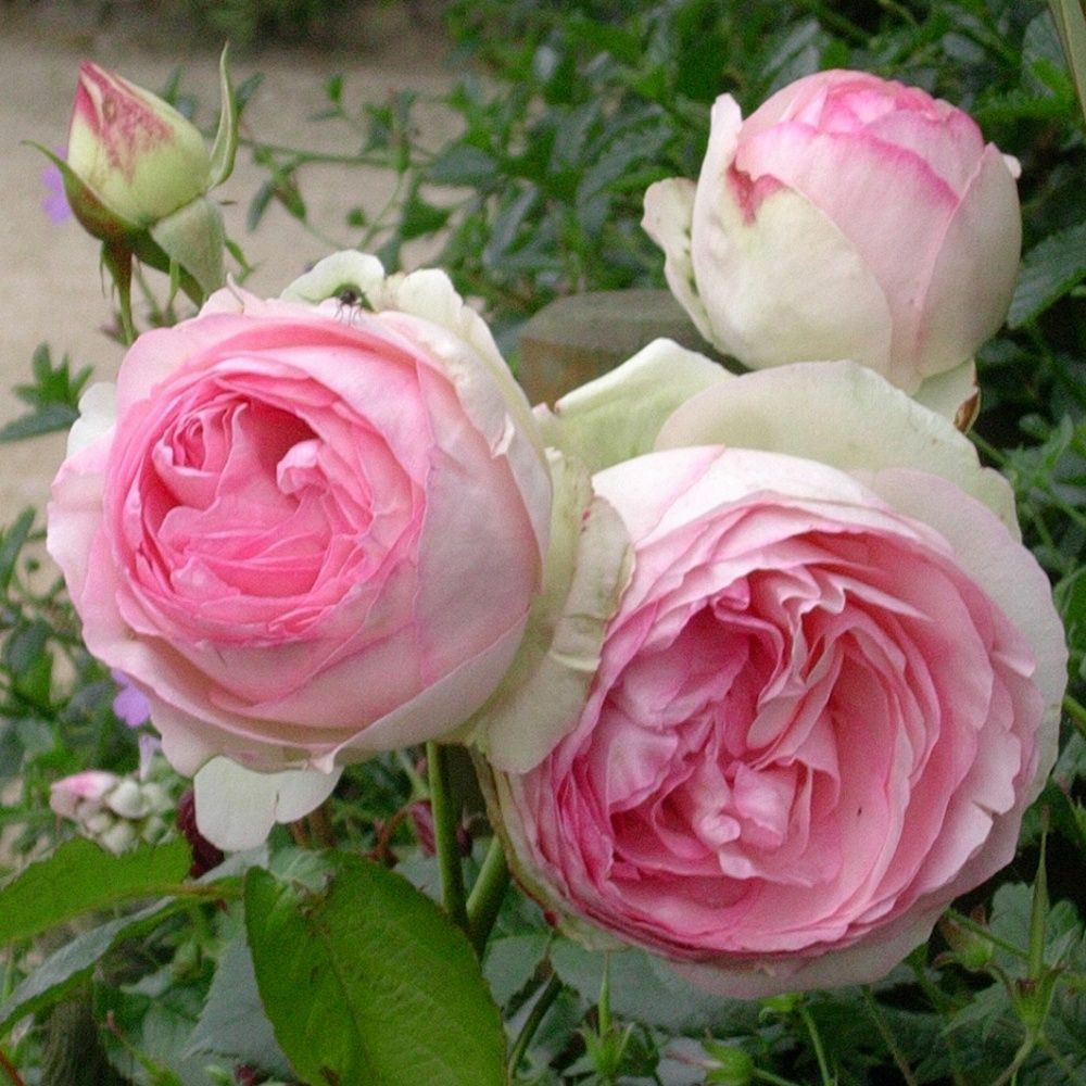 Trandafir Eden Rose Catarator( 2m)