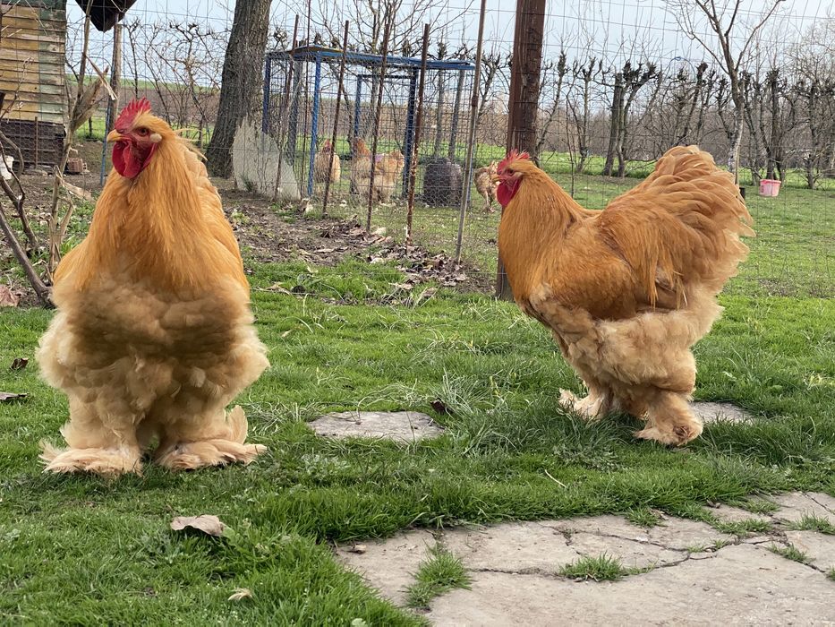 Vand schimb cocoș  rasa Conchinchina si pui de anul acesta .