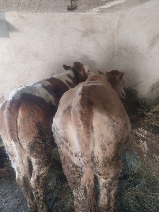 Vând 2 vitele balțate