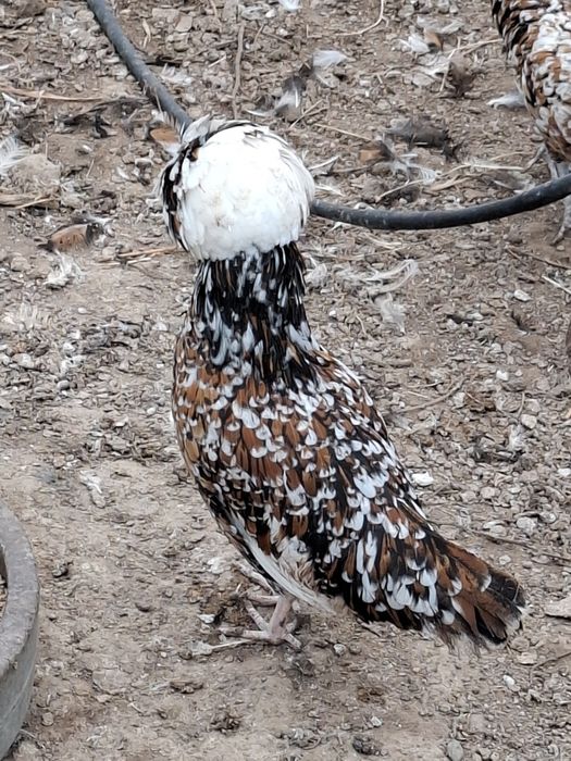 Vând familie găini Paduane porțelan 3+1