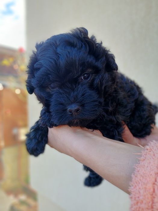 Donez catelusi de talie mica