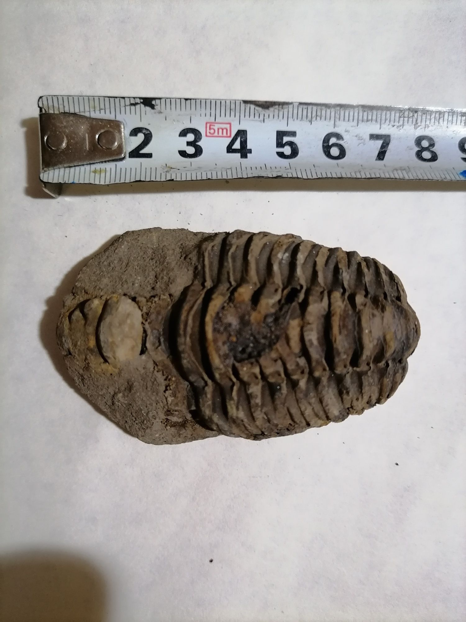 TRILOBIT - Moluscă  fosila