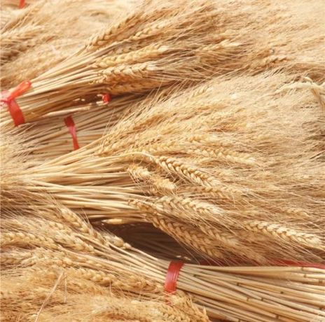 Колосья пшеница натуральная