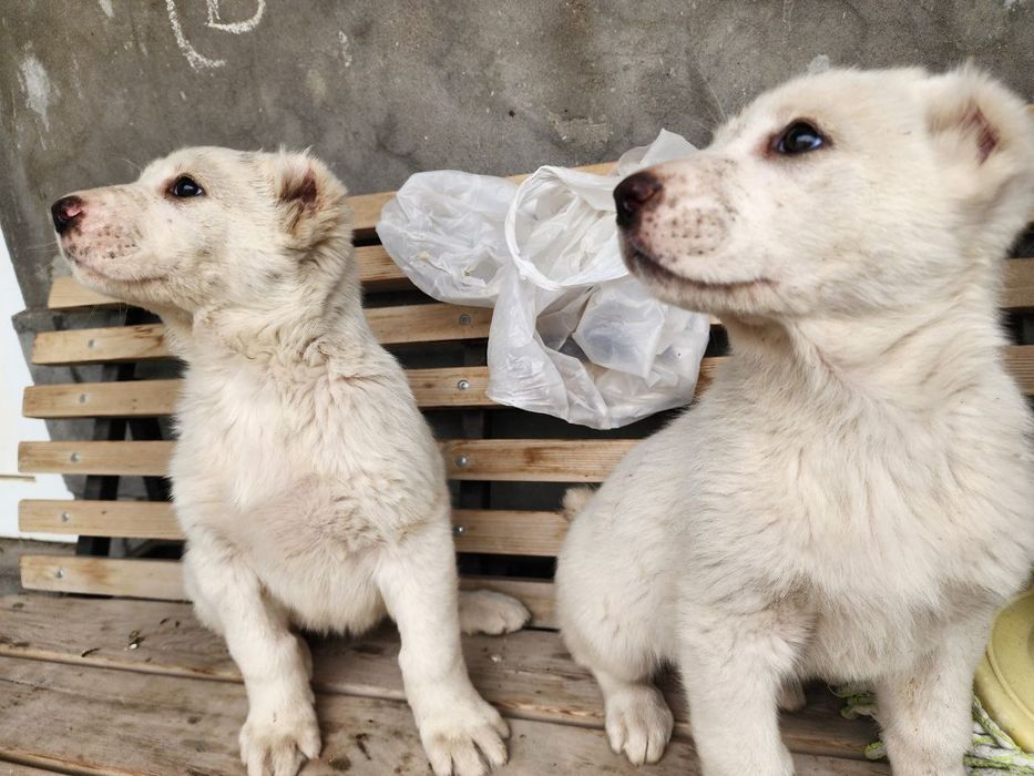 щенки алабая. белые.